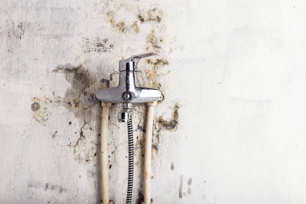 Best Commercial Mold Removal  in Cameron, MO